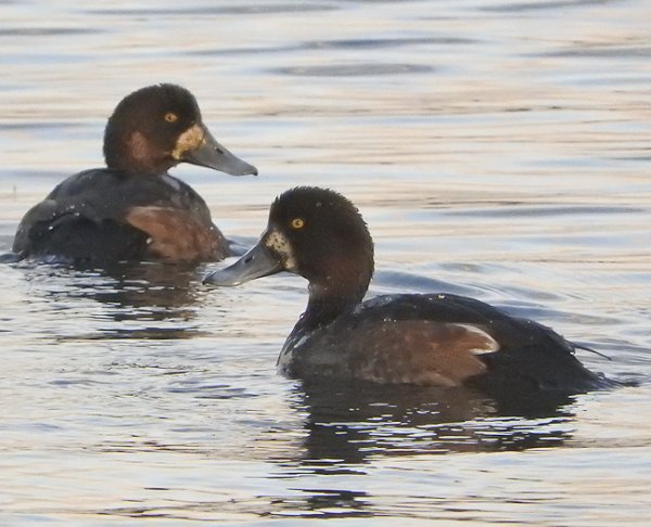November 2016: Rye Harbour Nature Reserve Sightings